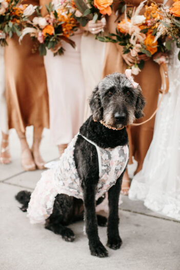 Wedding dog wearing outfit {{brizy_dc_image_alt imageSrc=